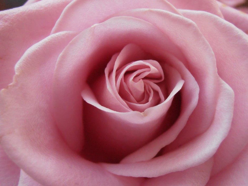 Бутон розы кремовой