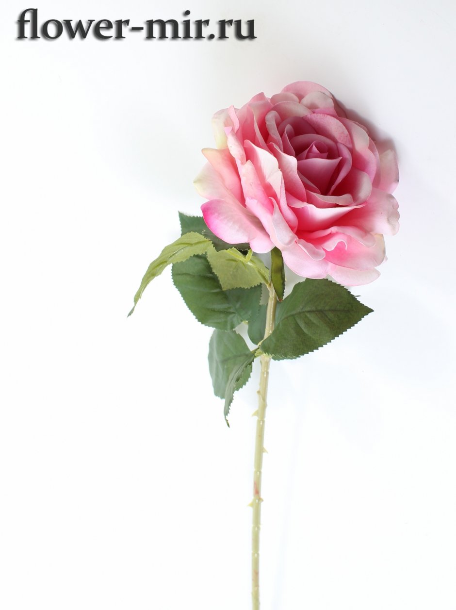 Розовые розы на длинной ножке