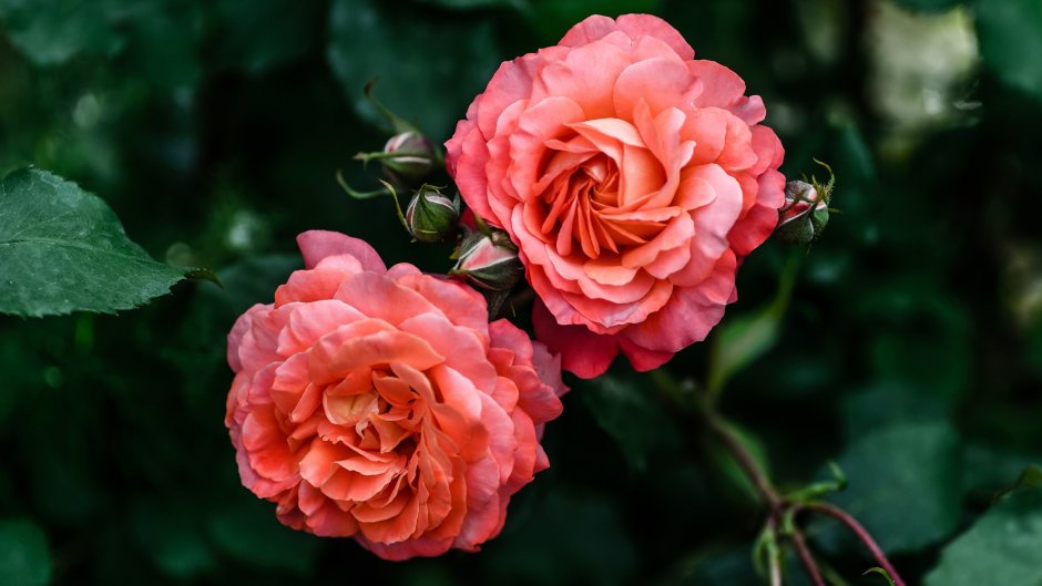 Lovely Pink роза отзывы