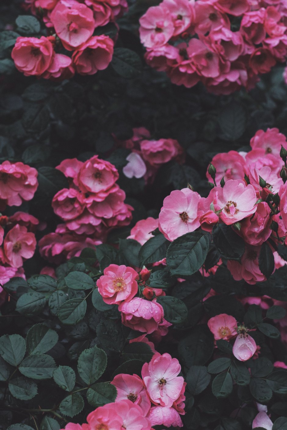 Кустовые розы шиповник