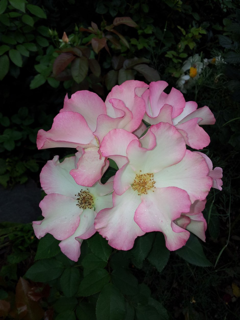 Ярко розовые цветы акварель