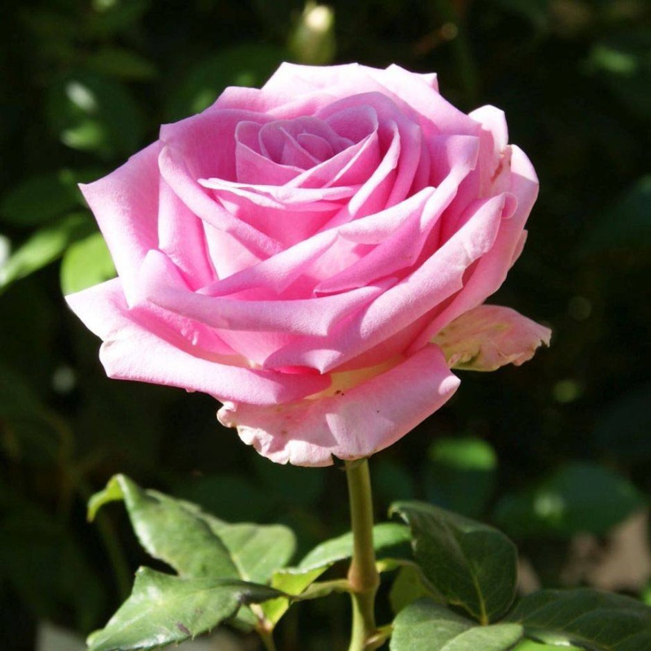 Роза чайно-гибридная топаз