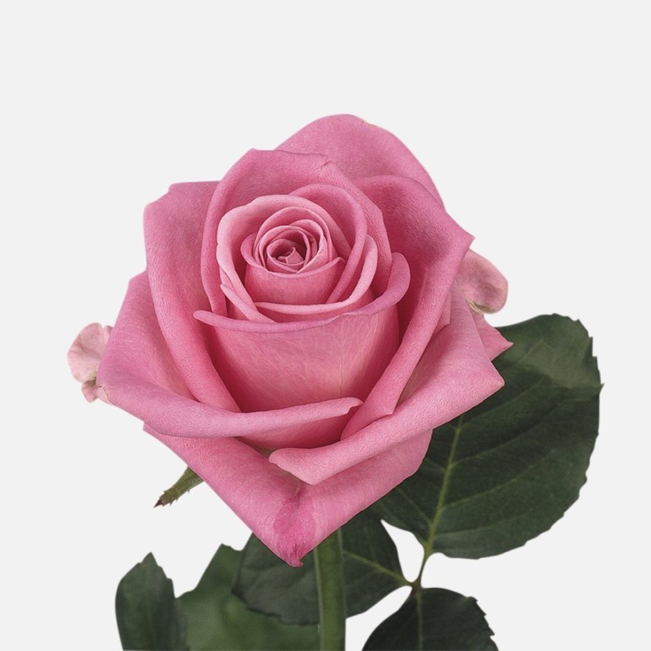 Роза Аква розовая