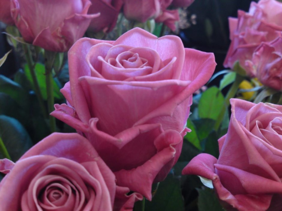 Роза Аква ярко розовая