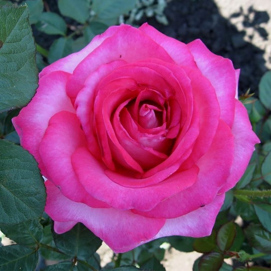 Сорт розы Аква