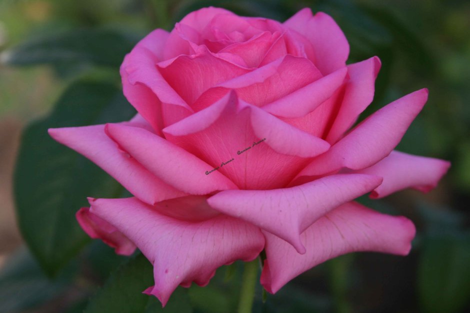 Роза Аква ярко розовая