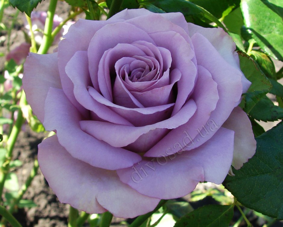 Роза чайно-гибридная Аква