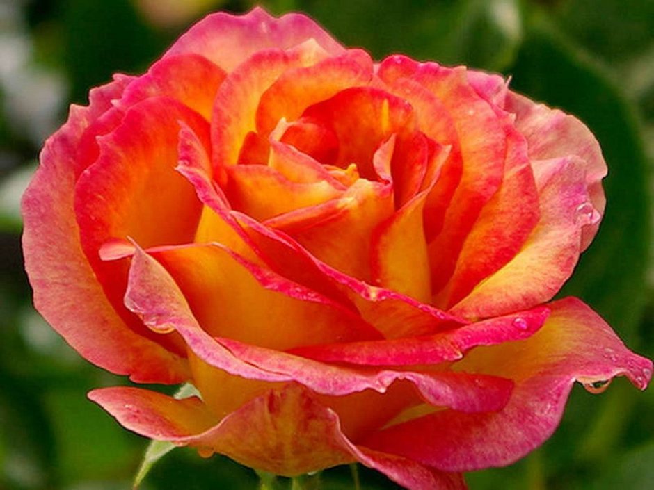Роза флорибунда двухцветная сорта