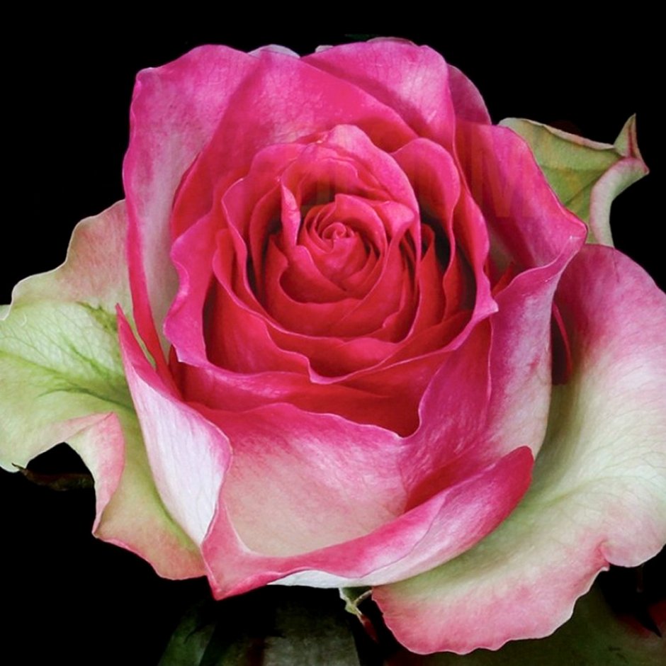 Букет 51 розовая роза Аква