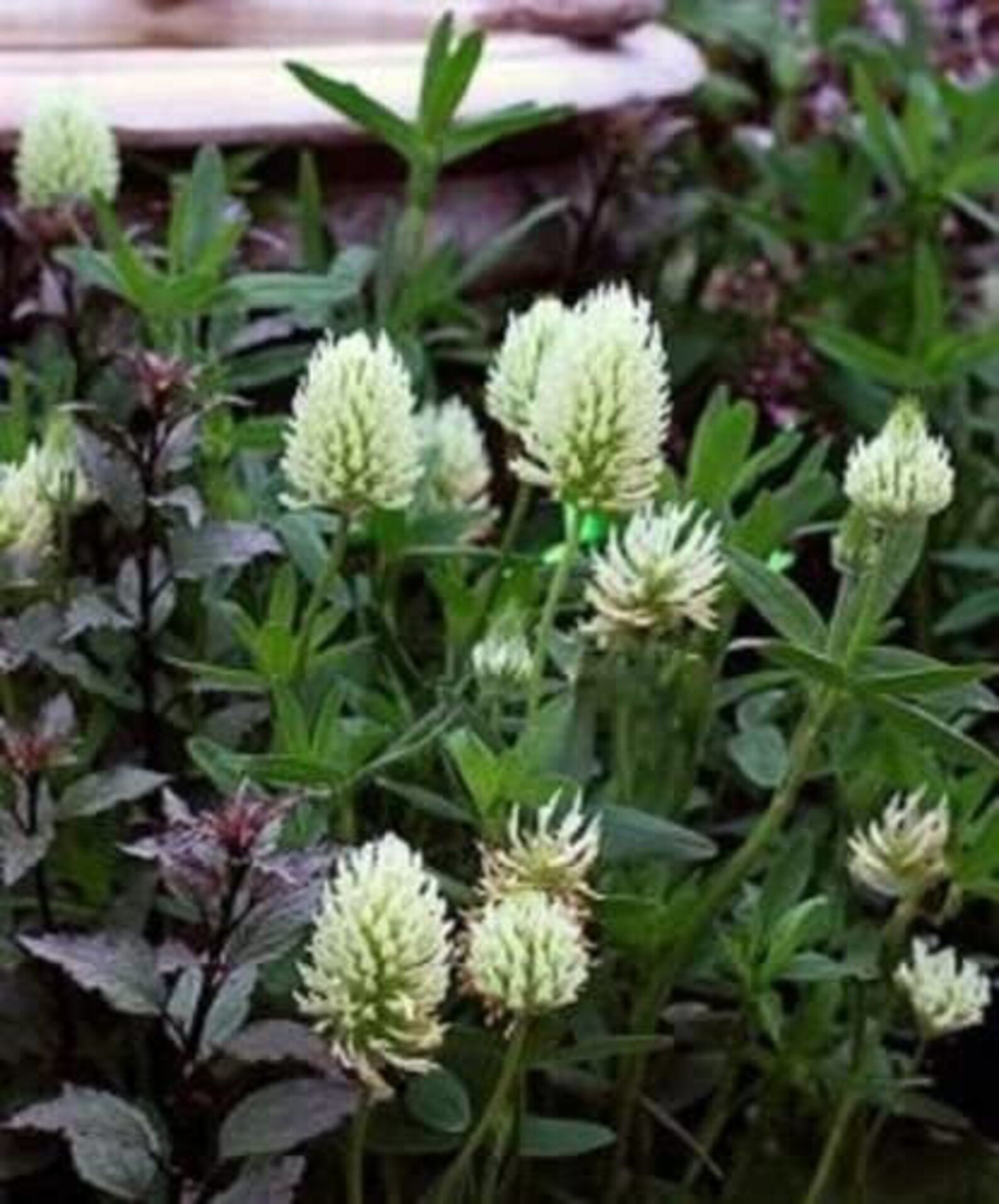 Виды клевера. Trifolium ochroleucum. Клевер венгерский Trifolium pannonicum. Клевер бледно-жёлтый. Клевер красный, Клевер белый, Клевер Альпийский.