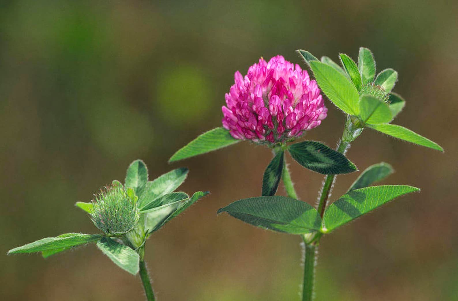 Красный Клевер Trifolium pratense