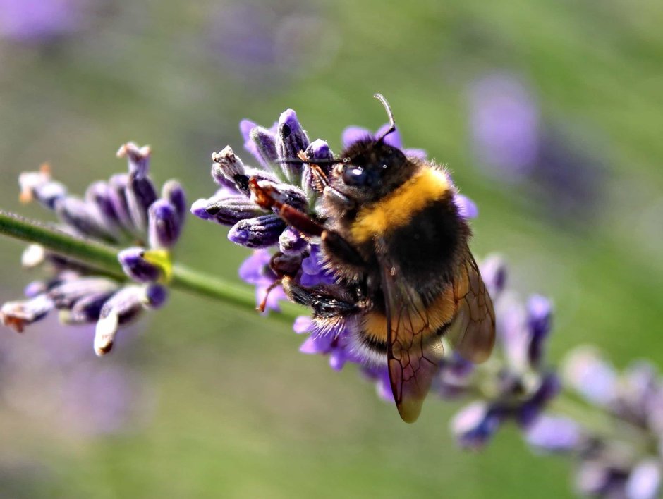 Пчелка на травах