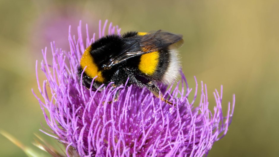Мутуализм пчелы и цветка