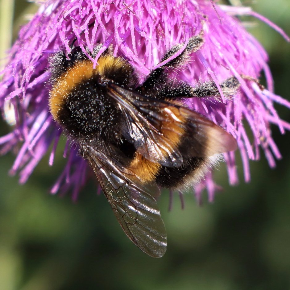 Разнотравье Луга пчелы