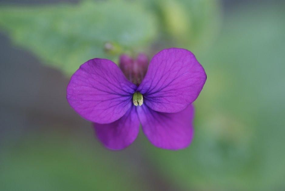 Примула Primula 'Purple Pip'