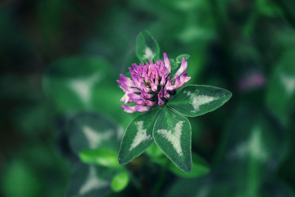 Кислица Ортгиса (Oxalis ortgiesii).