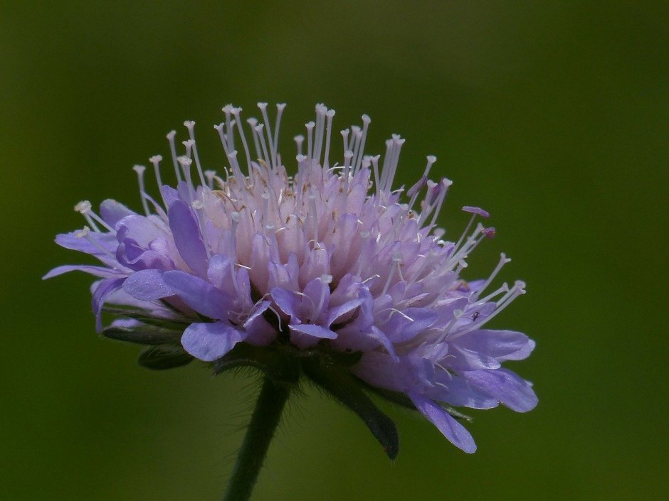 Короставник полевой (Knautia arvensis)