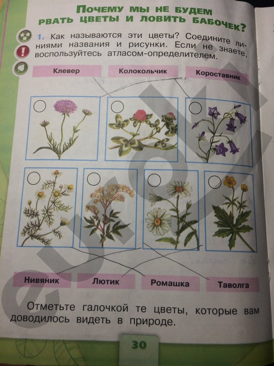 Клевер Спрыгина