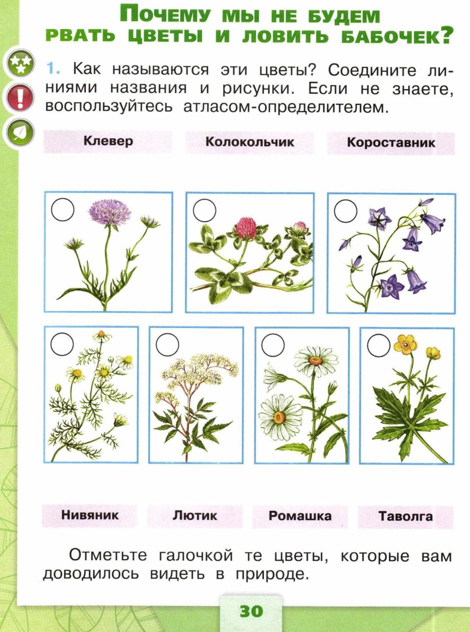 Клевер короставник нивяник Лютик таволга Ромашка