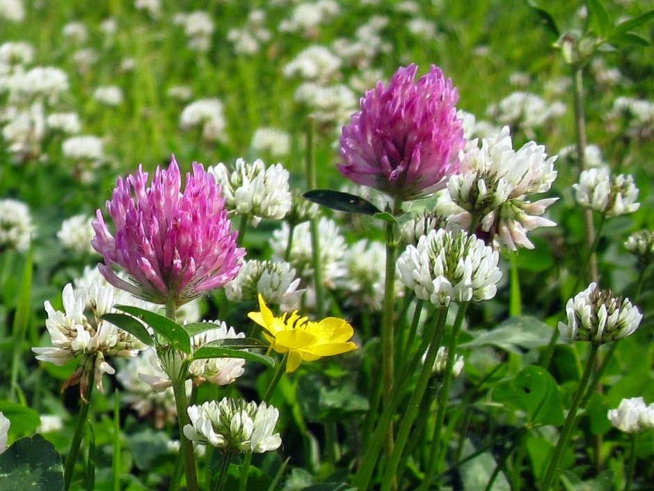 Красный Клевер Trifolium pratense