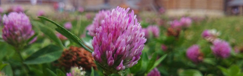 Клевер (Trifolium)