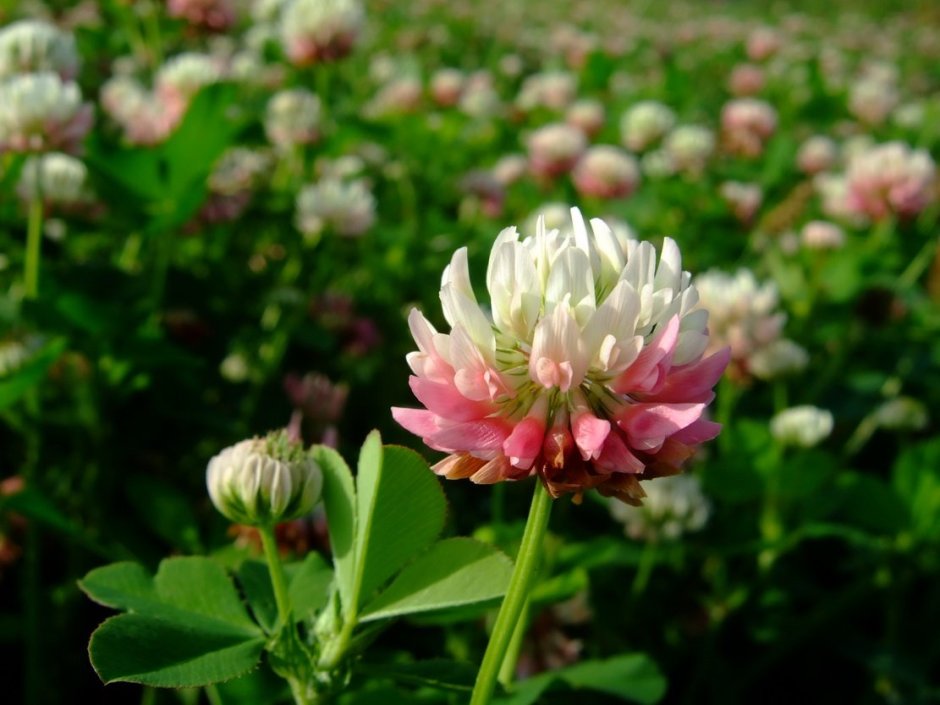 Клевер (Trifolium)