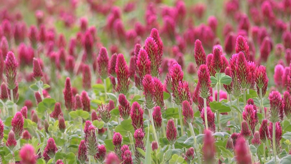 Клевер ползучий (Trifolium repens)