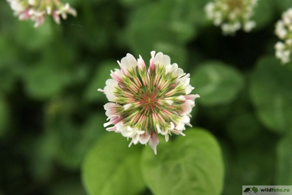 Trifolium repens БАВ