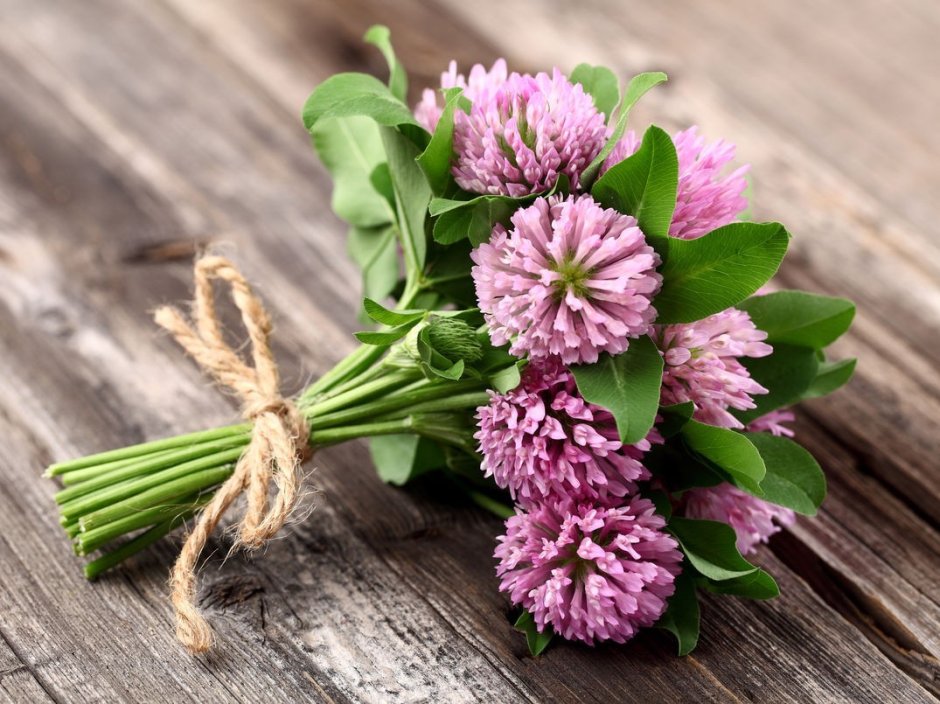 Trifolium ochroleucum