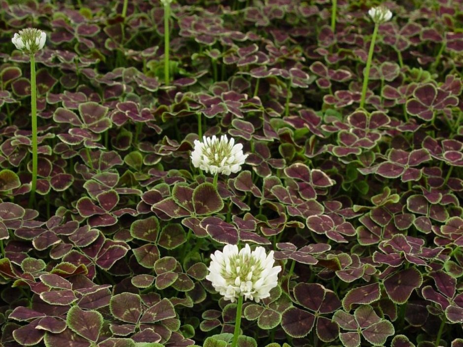 Белый Клевер, Trifolium repens газон