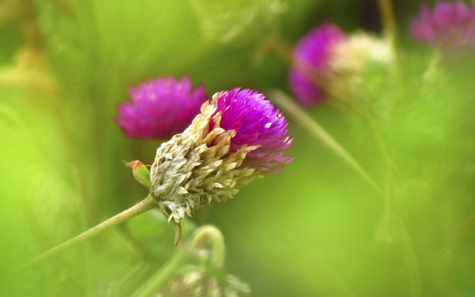 Клевер гибридный (Trifolium hybridum)