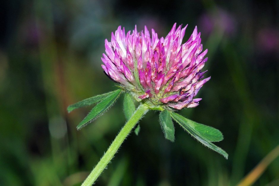 Клевер ползучий (Trifolium repens)