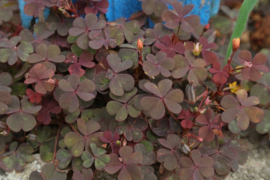 Кислица рожковая (Oxalis corniculata)