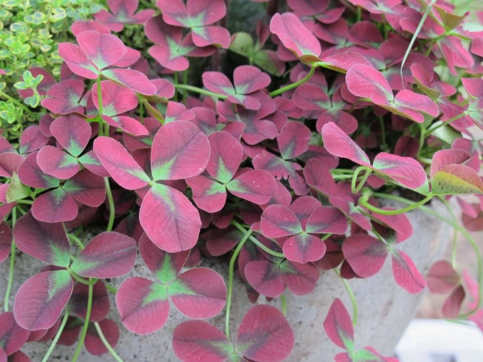 Trifolium repens 'Isabella Изабелла