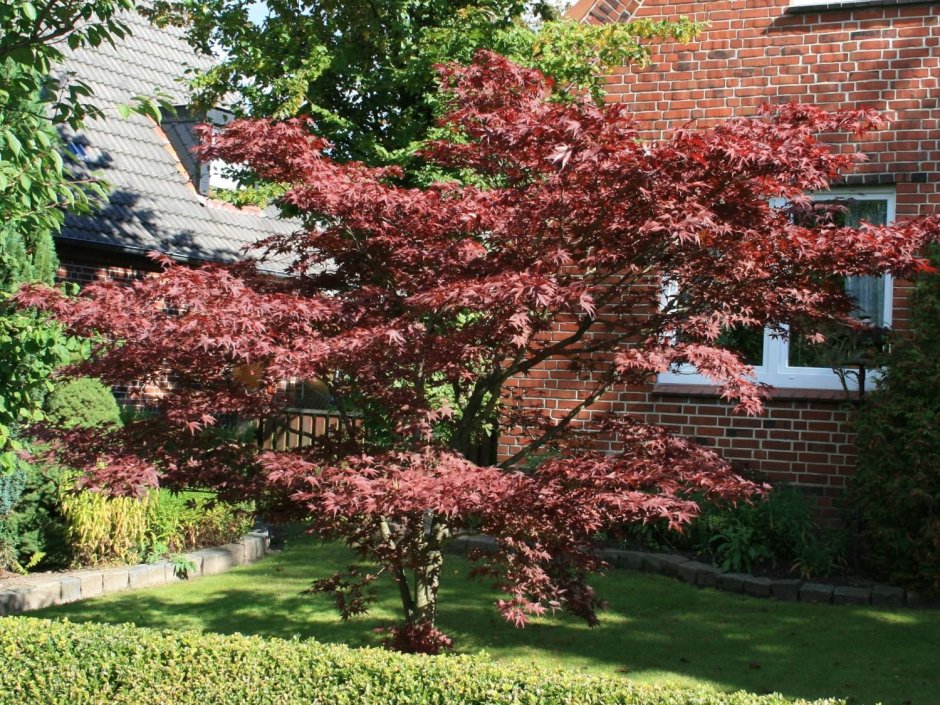 Acer palmatum Atropurpureum