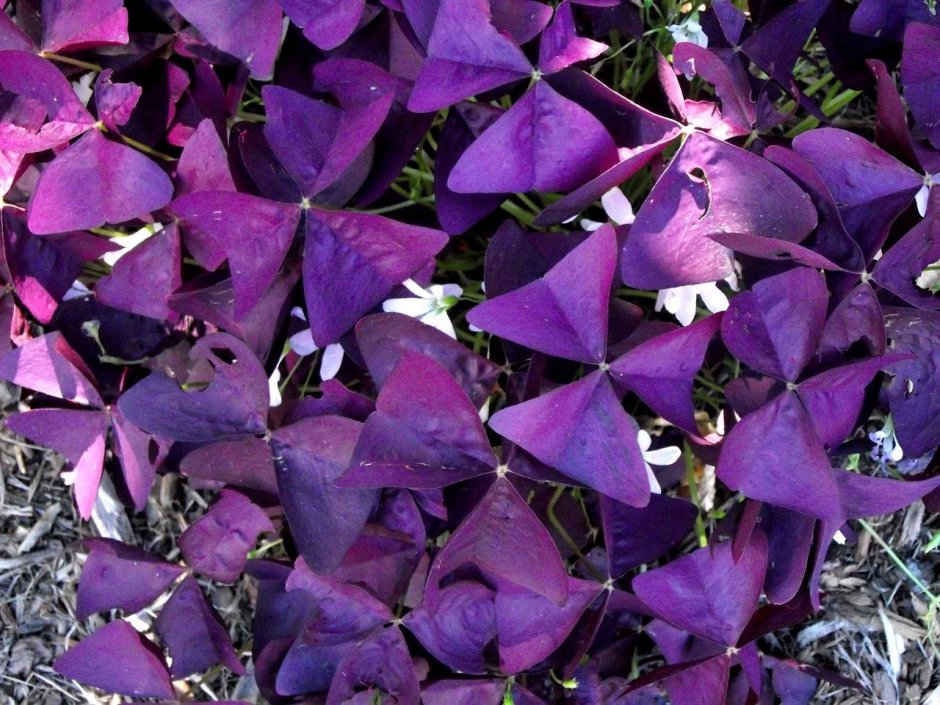 Клевер фиолетовый оксалис
