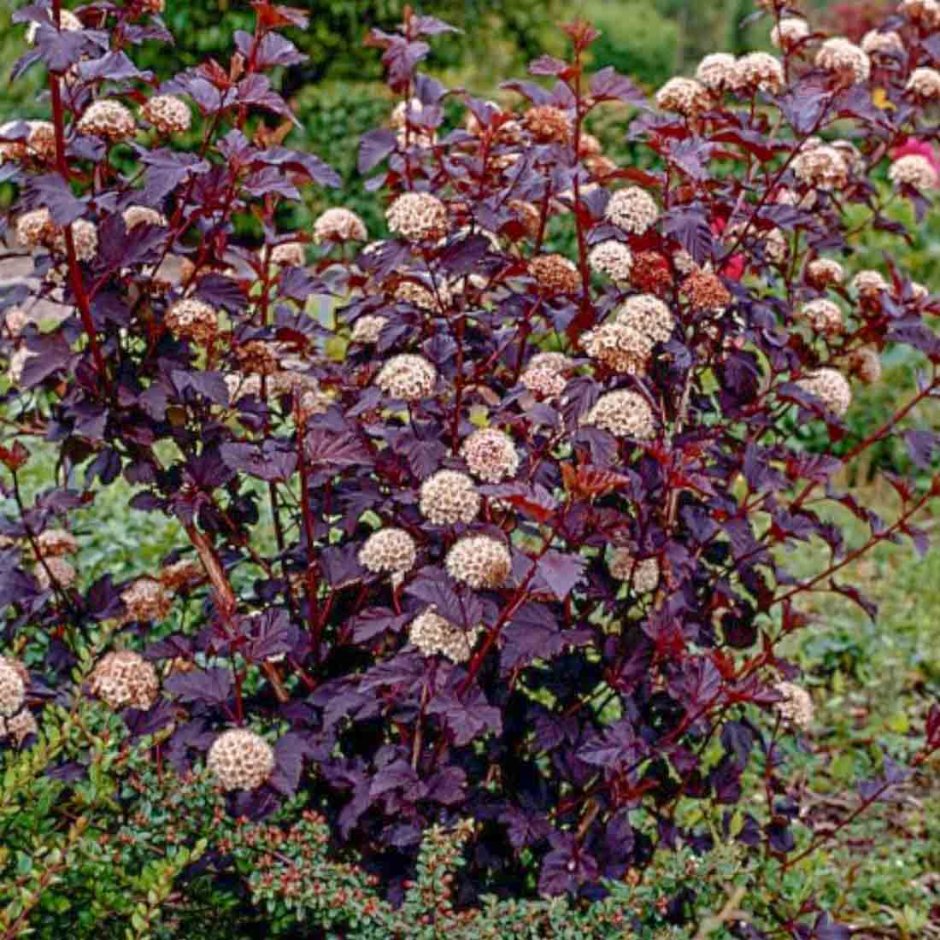 Пузыреплодник калинолистный (Physocarpus opulifolius &#96;Red Baron&#96;)