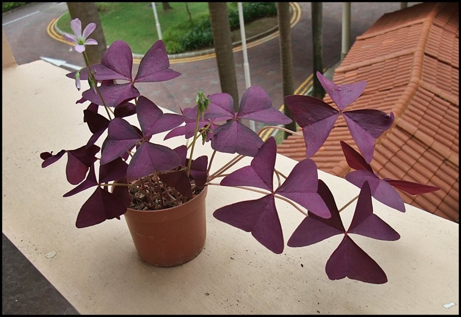 Кислица треугольная (Oxalis triangularis)