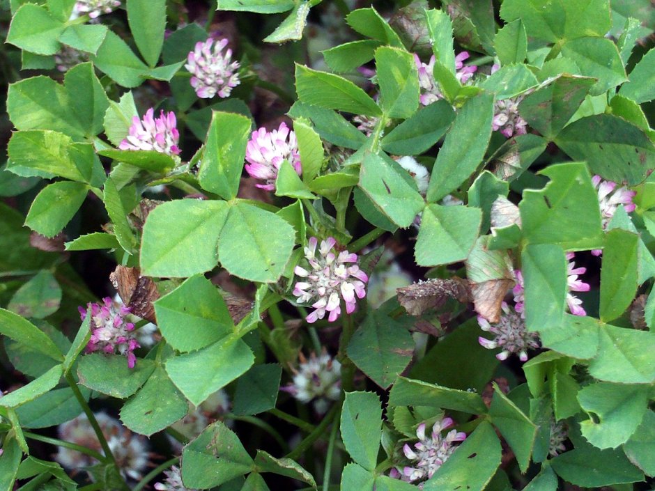 Trifolium fragiferum