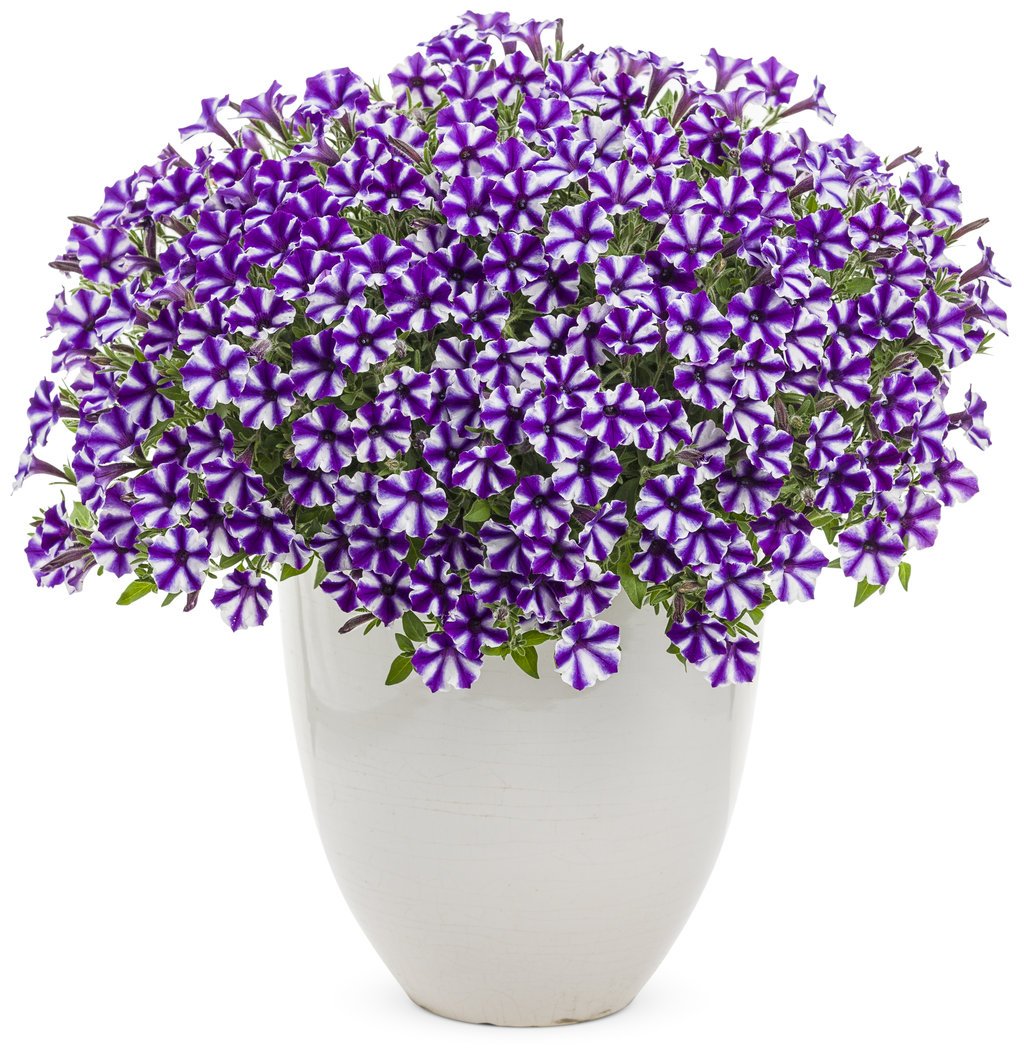 Петуния Supertunia Mini Vista Violet