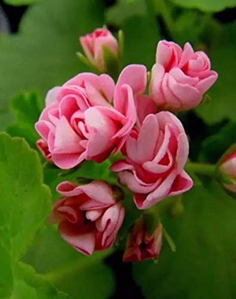Пеларгония Майская роза