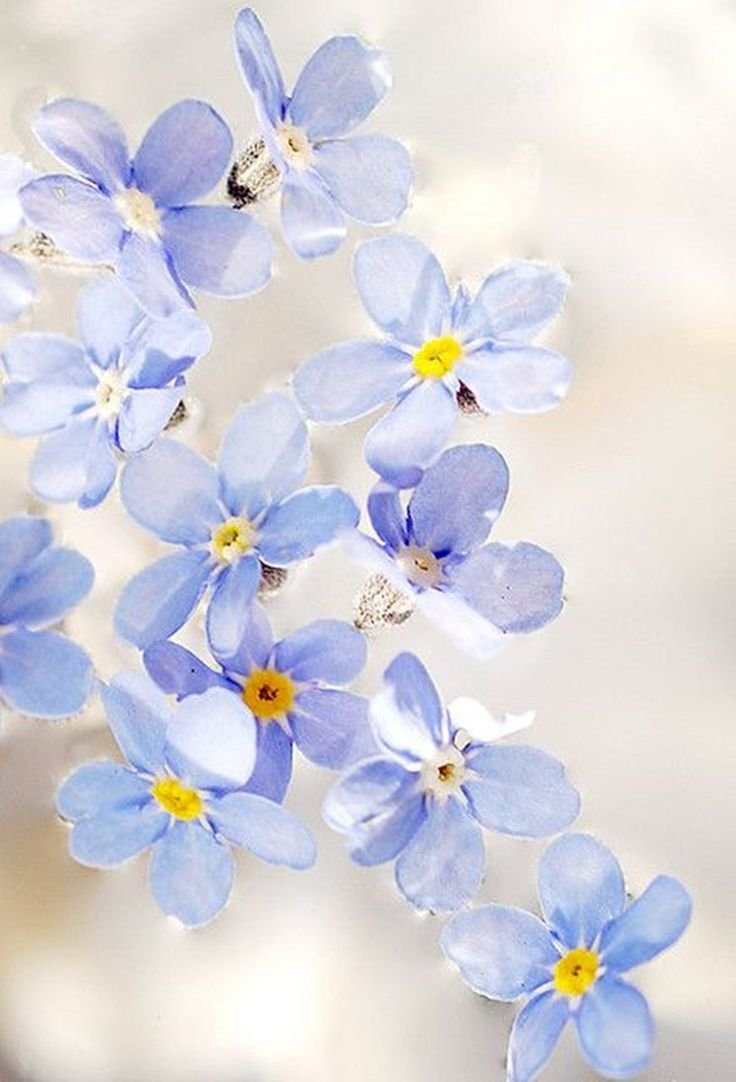 Нежные синие цветы