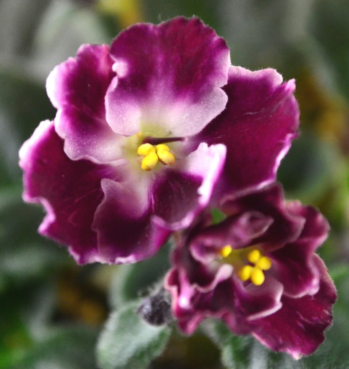 Watermelon snow фиалка. Сенполия 'Crimson Ice'. Фиалка Кримсон айс. Фиалка African Violet. Фиалка Crimson Ice.