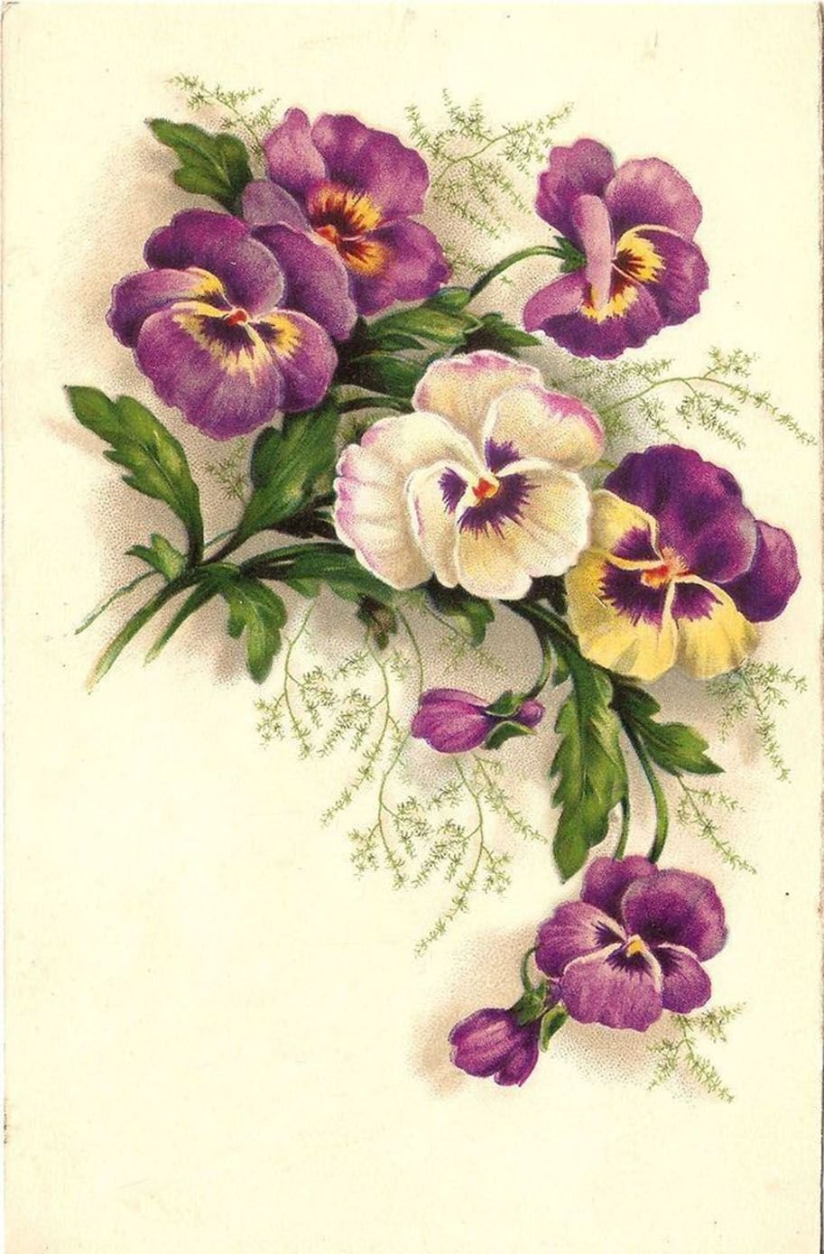 Viola odorata Botanical Art