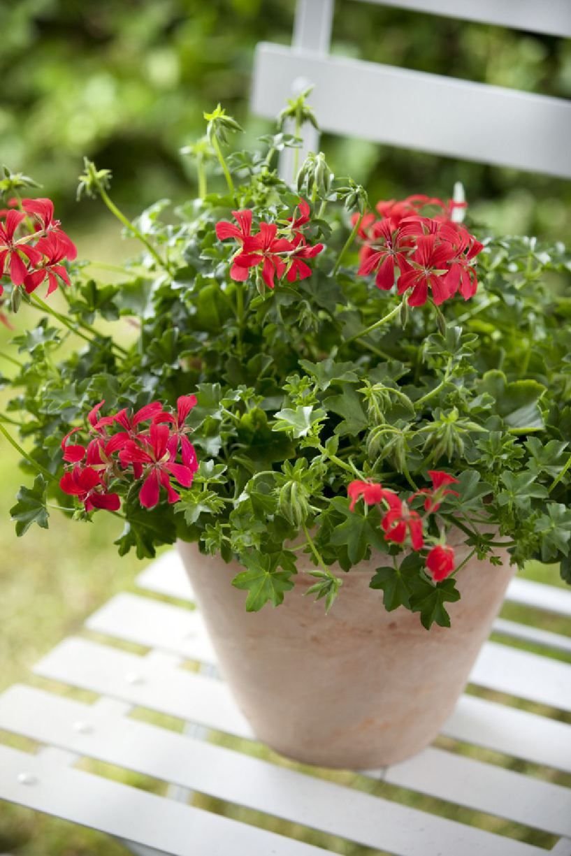 Pelargonium peltatum