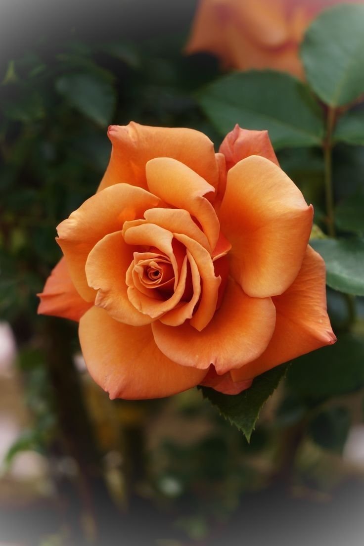 Роза оранжевая чайно-гибридная