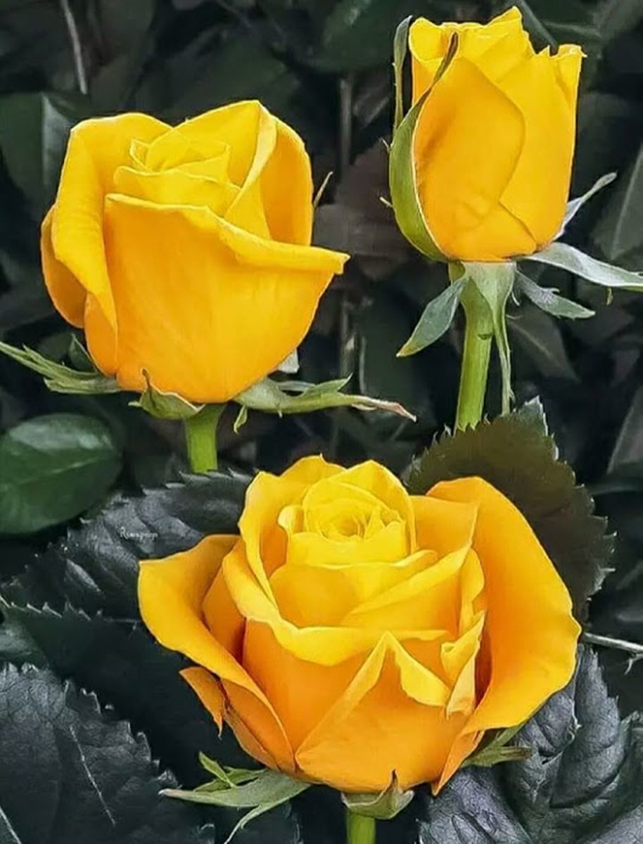 Роза чайно-гибридная Ландора желтая