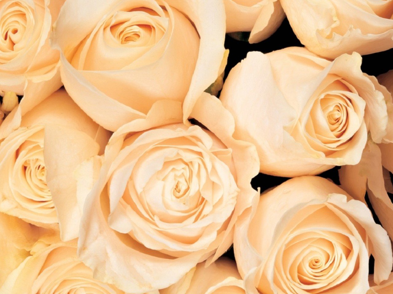 Красивые кремовые. Бежевые цветы. Бежевые розы. Розы кремового цвета.
