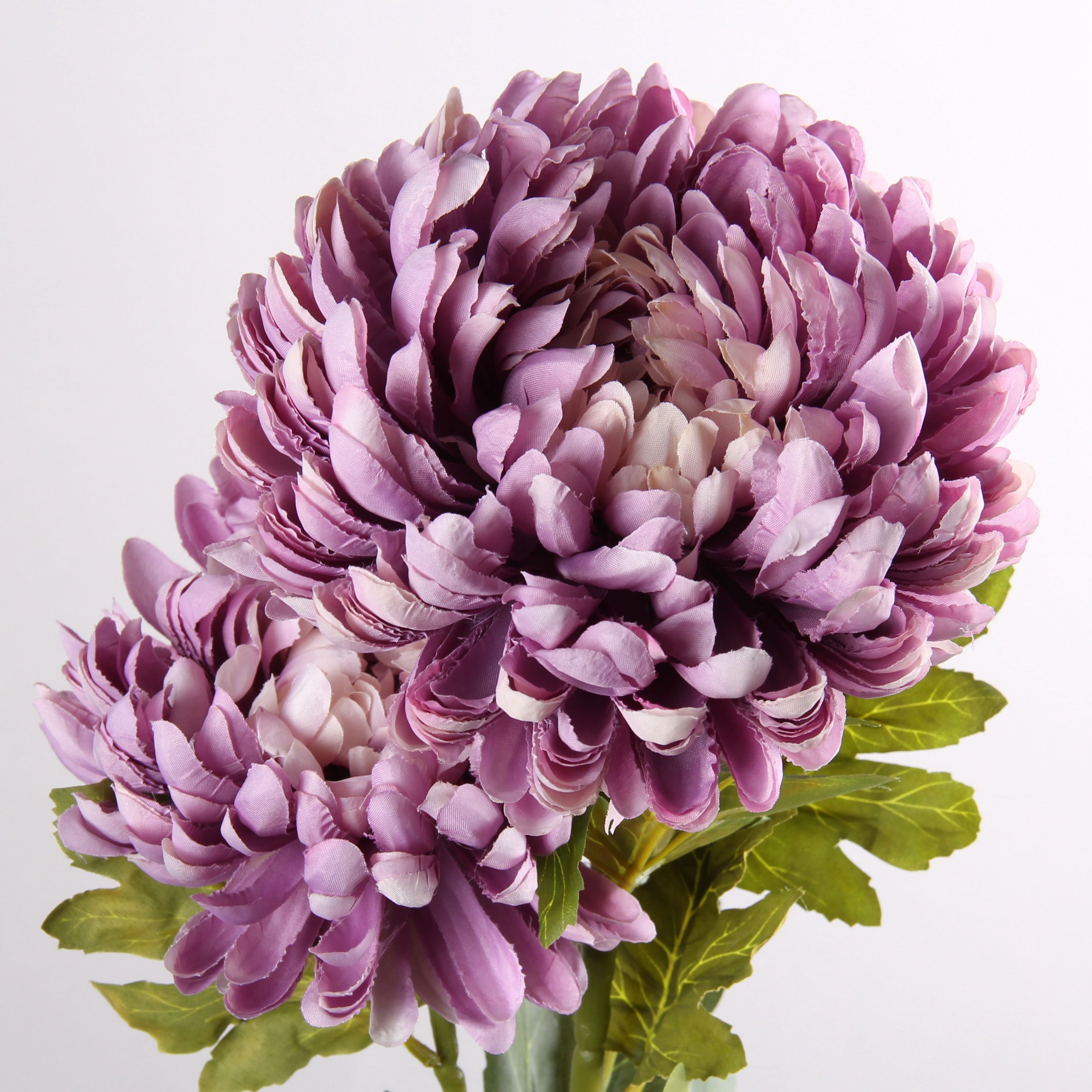 Хризантема Chrysanthemum