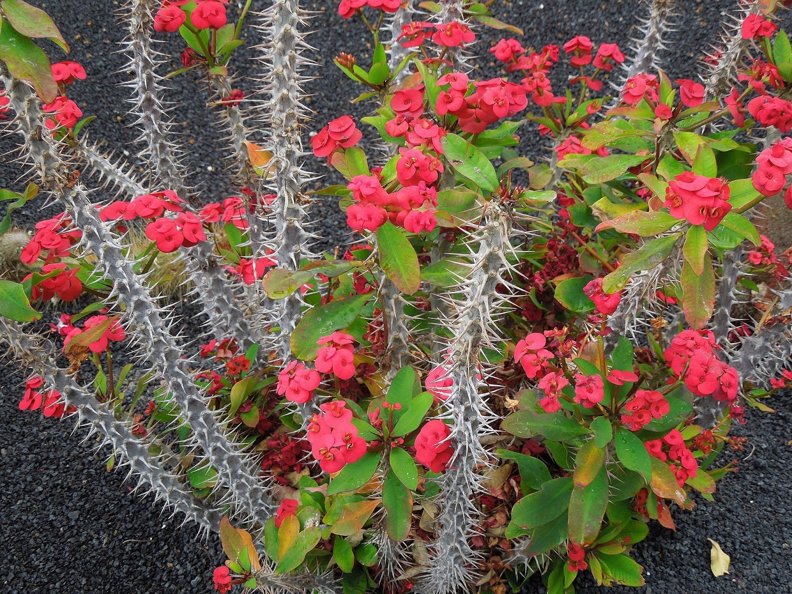 Молочай мили фото. Цветок молочай эуфорбия. Молочай Милли. Молочай миля Euphorbia. Молочай блестящий.